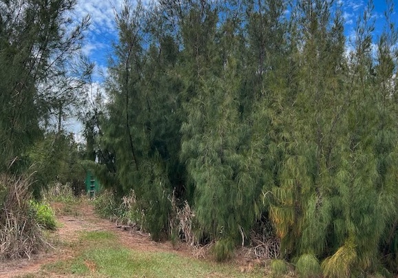 Kukiolono Cleanup