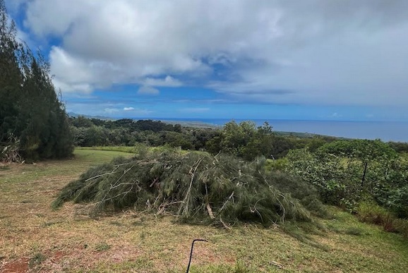 Kukiolono Cleanup